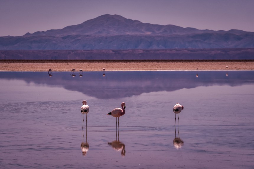 Atacamassa voi nähdä flamingoja. Kuva: © Nora Yusuf | Dreamstime.com