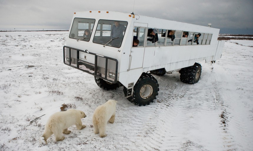 Kanadan Churchillissä voi päästä yllättävän lähelle jääkarhuja. Kuva: © Andrey Gudkov | Dreamstime.com