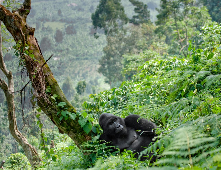 Vuorigorilla Bwindin kansallispuistossa Ugandassa. Kuva: © Andrey Gudkov | Dreamstime.com