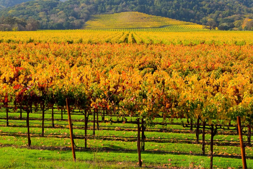 Kalifornian viinialue syysruskan aikaan. Kuva: © Photoquest | Dreamstime.com