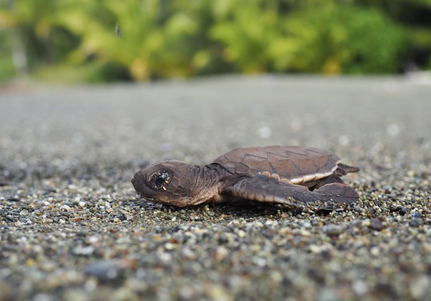 Costa Ricassa suojellaan uhanalaisia merikilpikonnia. Kuva: Ekomatkaajat