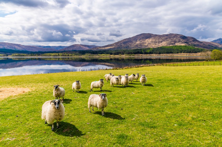 Skotlannin ylämailla paimentaa paljon lampaita, jotka ovat usein myös valmiita poseeraamaan. Kuva: Nicola | Adobe Stock
