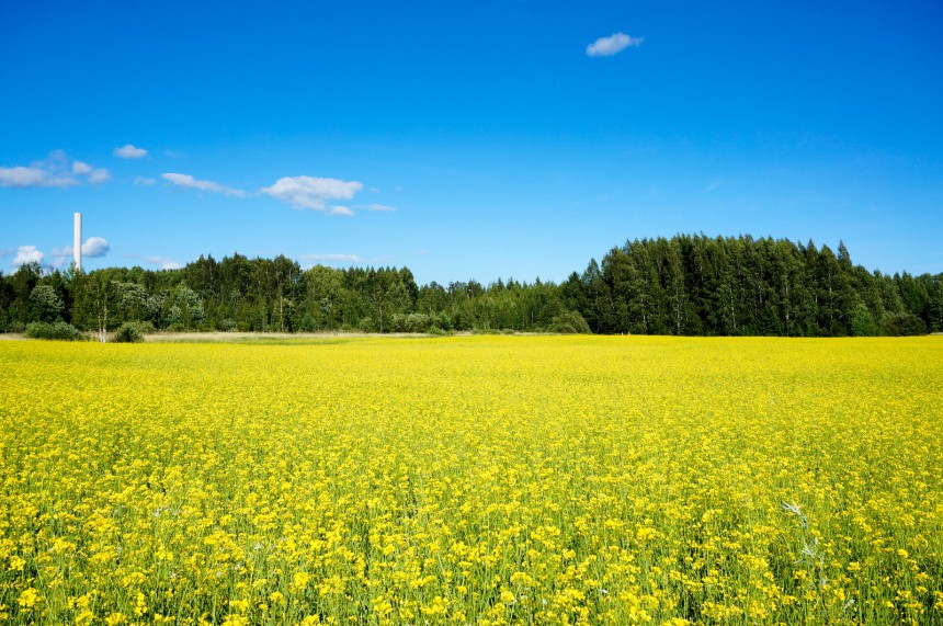 Kultainen rypsipelto - Kuva: Suratwadee Kärkkäinen / Dreamstime