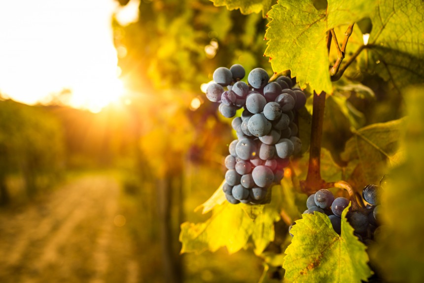 Bulgaria nostaa profiiliaan viinimatkailumaana. Kuva: Dreamstime