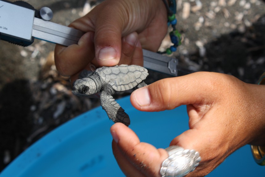 Merikilpikonnan suloisten poikasten mittaus kuuluu ekomatkalaisten työtehtäviin Linosalla