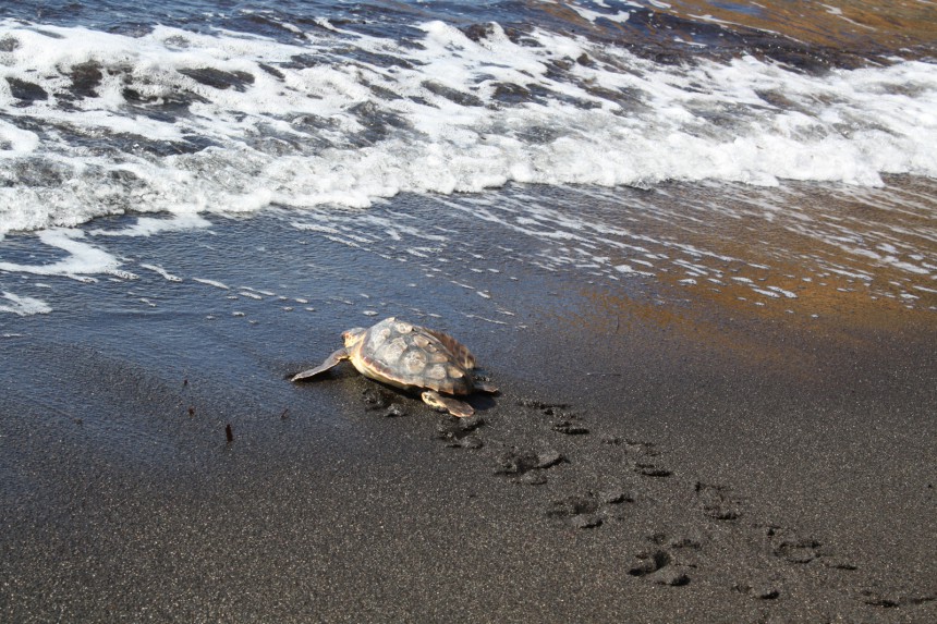 Autetut merikilpikonnat vapautetaan takaisin luontoon