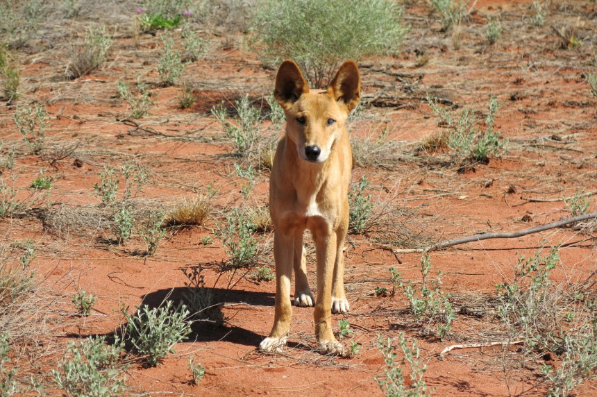 Fraser Islandilla on paljon dingoja, joten koirat eivät ole tervetulleita saarelle.