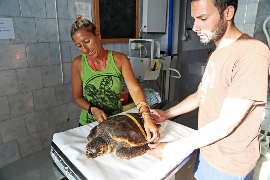 Alessandra ja eläinlääkäri Alberto mittaavat valekarettikilpikonnaa Linosan suojelukeskuksessa