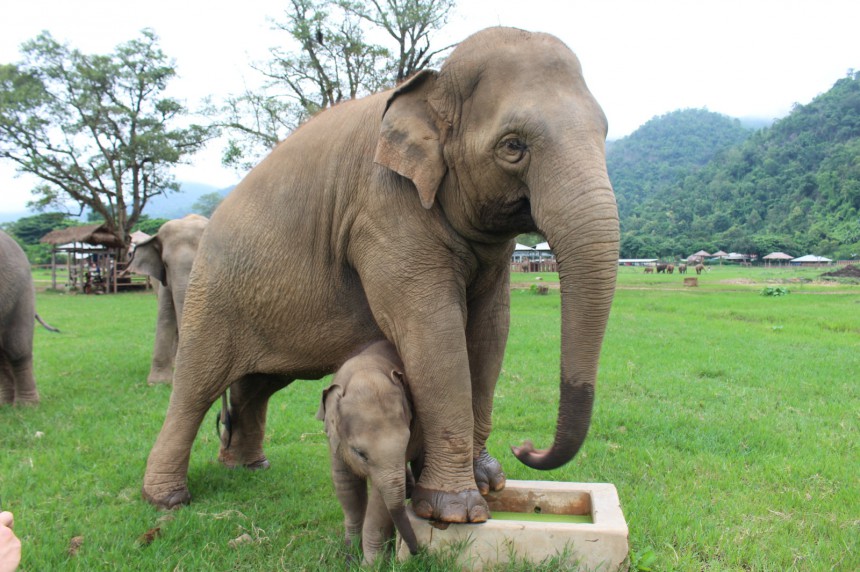 Norsunpoikanen emonsa kanssa Chiang Main Elephant Nature Parkissa, jonka toiminta on eettistä ja eläimiä kunnioittavaa.