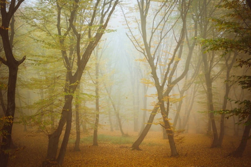 Hoia Baciun metsä, Romania