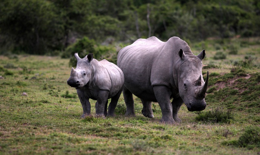 Lähtisitkö kävellen katsomaan villieläimiä? Etelä-Afrikan safarit siirtyvät ekologisempaan suuntaan