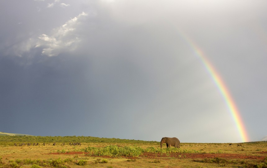 Sateenkaaren päästä löytyy aarre: afrikannorsu eteläafrikkalaisella savannilla