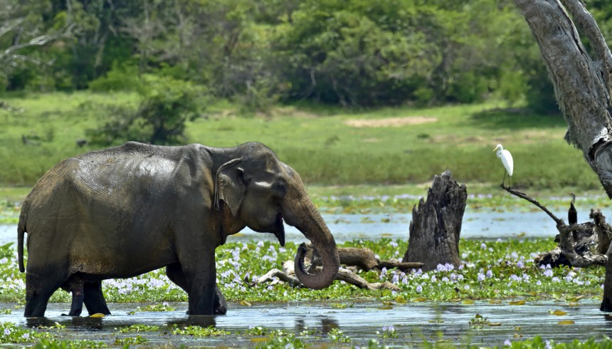 Aasiannorsu ruokailee villinä Sri Lankassa