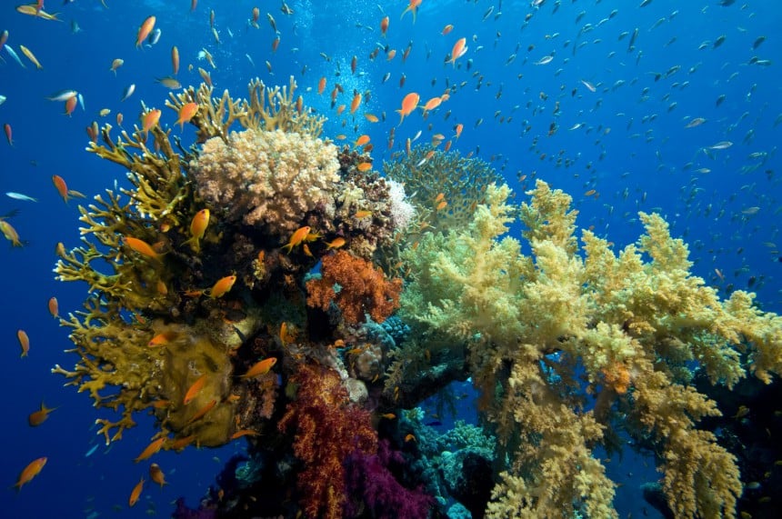 Positiiviset uutiset koralliriuttojen tilasta ovat enemmän kuin tervetulleita. Pelastusoperaatiolla alkaa olla kiire. Kuva: Zagor | Dreamstime.com