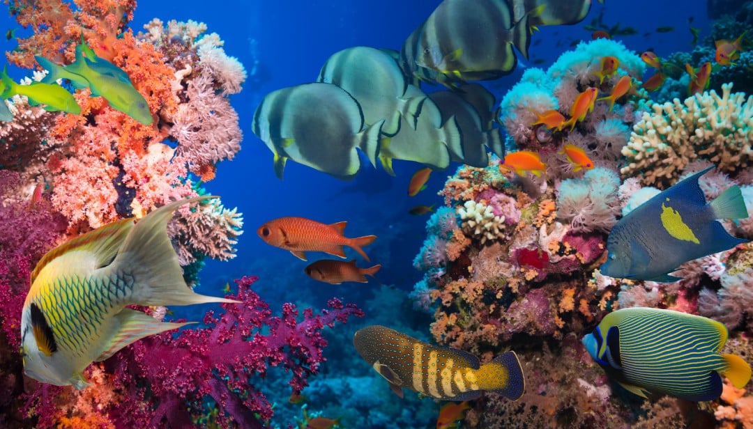 Hyviä uutisia! Tutkijat ovat onnistuneet istuttamaan tervettä korallia tuhoutuneelle alueelle! Kuva: Irochka | Dreamstime.com