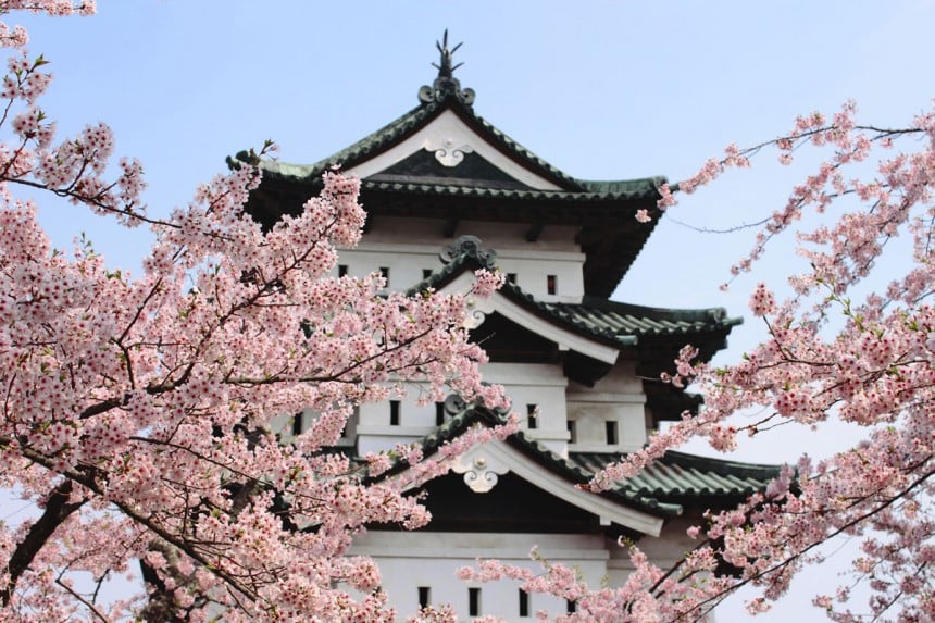 Japanin kirsikankukat houkuttelevat miljoonia turisteja vuosittain