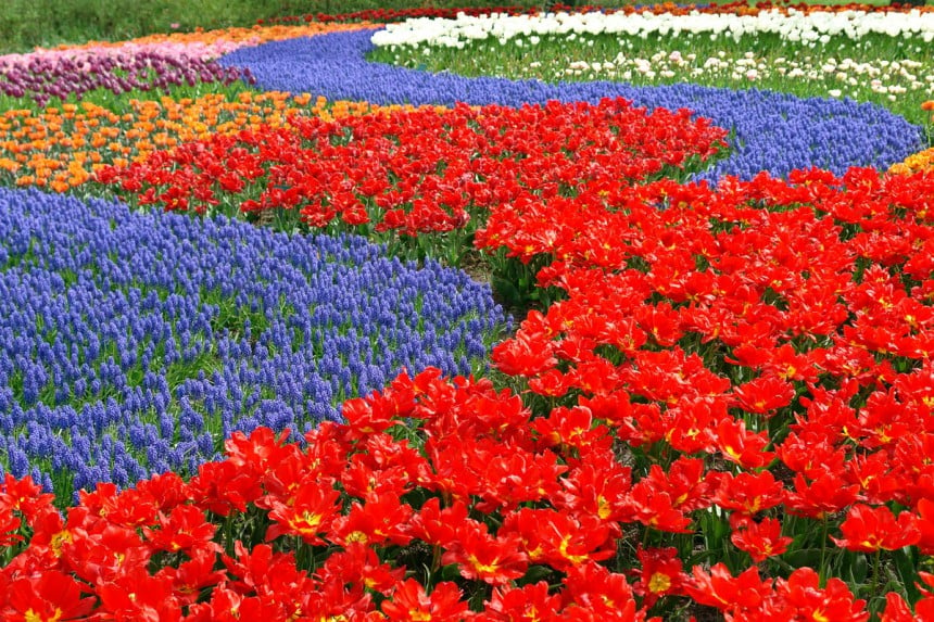 Amsterdamin tulppaanikausi lähestyy - Näin vierailet Keukenhofin kukkaparatiisissa