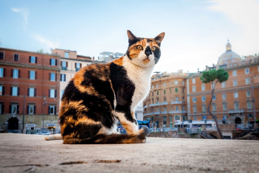 Kissat ovat vallanneet Roomassa sijaitsevan nähtävyyden. Kuva: Kanokrat Tawokhat | Dreamstime.com