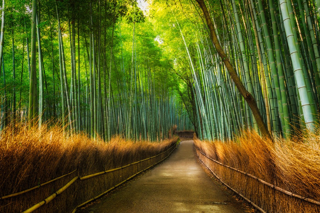 Aurinkoisena päivänä Arashiyaman bambumetsä hehkuu vihreyttä. Kuva: Vincentstthomas | Dreamstime.com