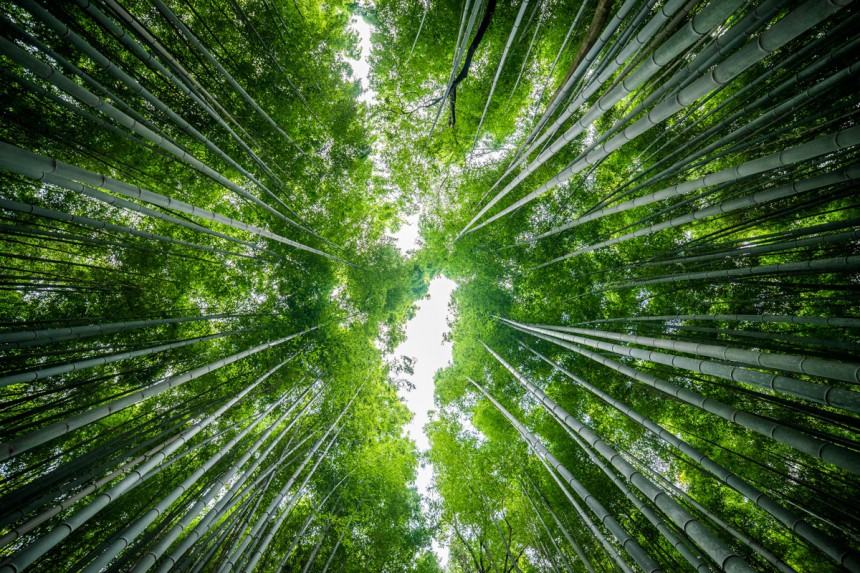 Bambumetsä siivilöi valoa kauniisti. Kuva: Chaiwat Sinrat | Dreamstime.com