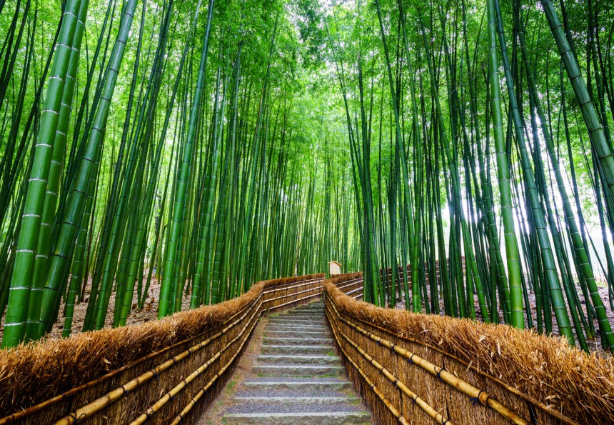 Arashiyaman vehreä bambumetsä. Kuva: Noppakun | Dreamstime.com