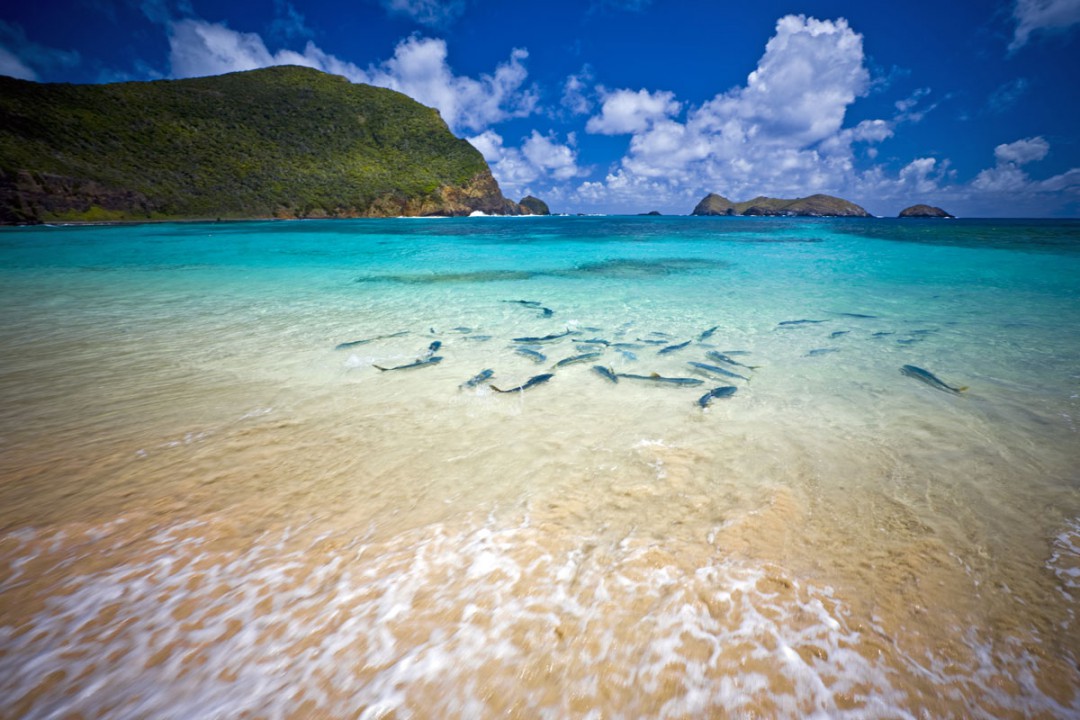 Lord Howe Islandin kirkkaissa vesissä näkee valtavasti merielämää. Kuva: Imagesupply | Dreamstime.com