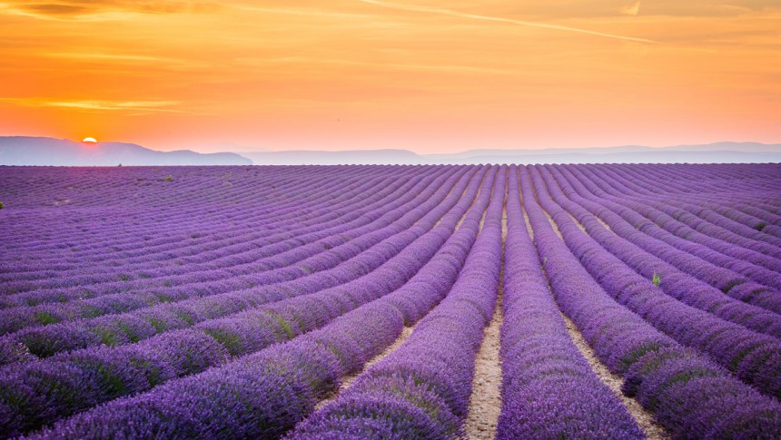 Auringon kulta ja laventelin violetti muodostavat yhdessä valokuvaajan unelman