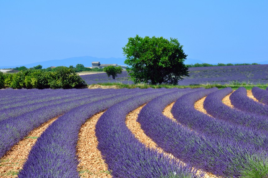 Miten kaunista! Provencen laventelipellot ovat hurmaava näky - Tässä vinkit vierailuun