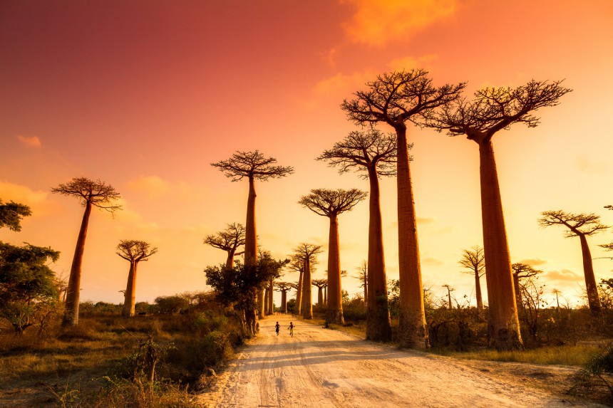 Avenue of the Baobabs on yksi Afrikan upeista luontokohteista.