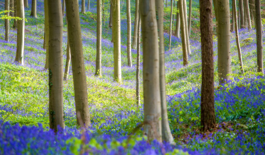 Hallerbosin metsä muuttuu keväisin mystisen siniseksi sinikellojen kukinnan myötä