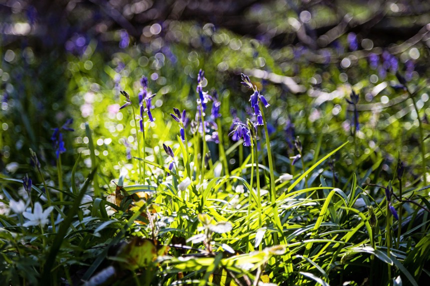Kukkia, kukkia! Belgialainen metsä muuttuu kevään myötä maagisen siniseksi