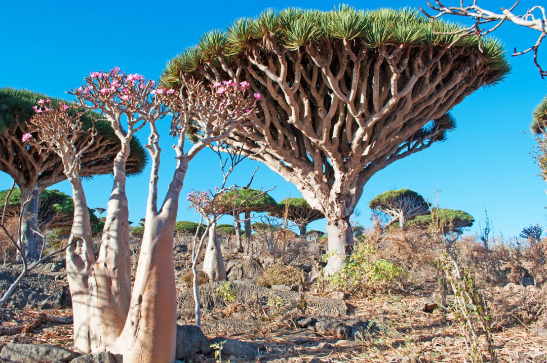 Socotran omalaatuinen kasvillisuus on kuin tieteiselokuvasta. Kuva: Vampy1 | Dreamstime.com
