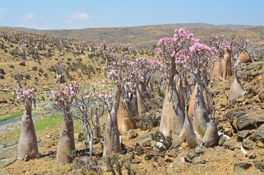 Kolmasosa Socotran eläin- ja kasvilajeista on endeemisiä, eli niitä tavataan vain tällä saarella. Kuva: Irinabal18 | Dreamstime.com