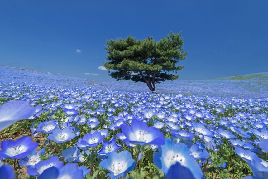 Japanilainen taianomainen kukkapuisto on kuin suoraan Ghiblin animaatioelokuvasta