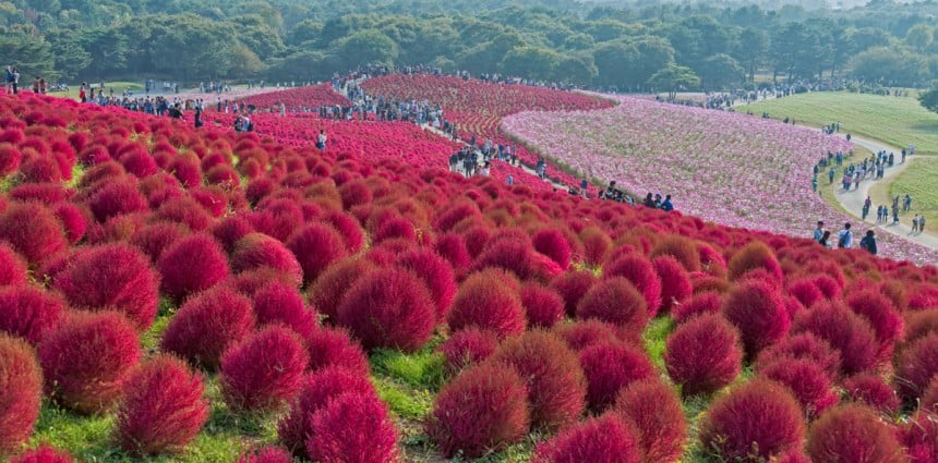 Väriloisto joka pistää pään pyörälle - Japanilaisessa ulkoilupuistossa kukat hehkuvat ympäri vuoden