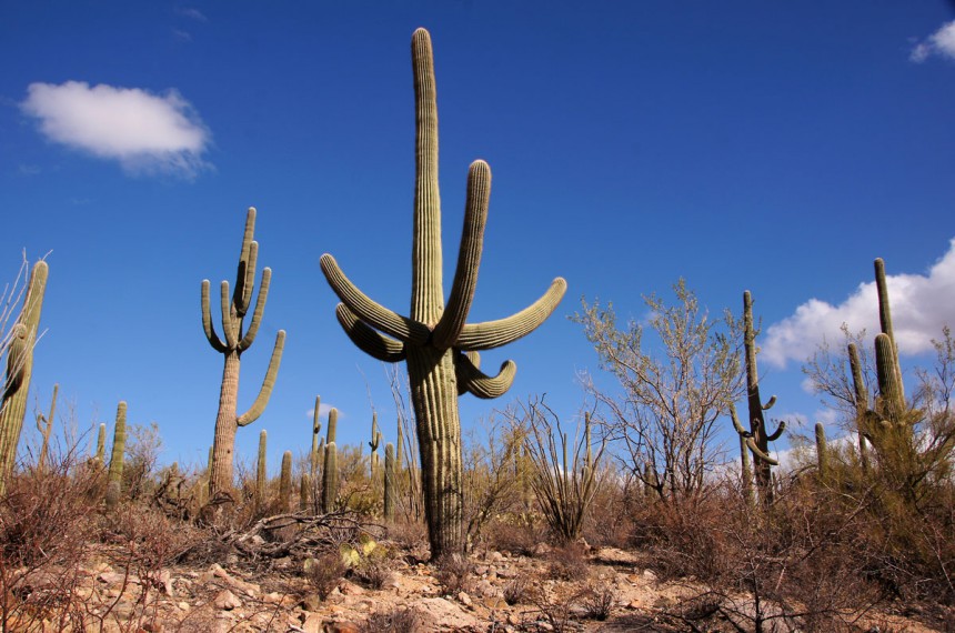 Yuman lähellä sijaitseva luonnonpuisto on kaktuksia suojeleva Unesco-kohde