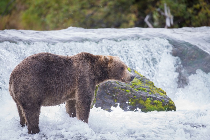Alaskan erämaihin järjestetään retkiä katselemaan karhuja