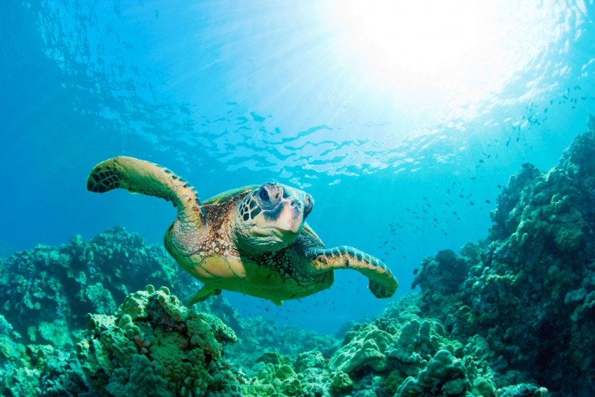 Ensimmäisiä muovisaasteesta kärsijöitä ovat meren eläimet