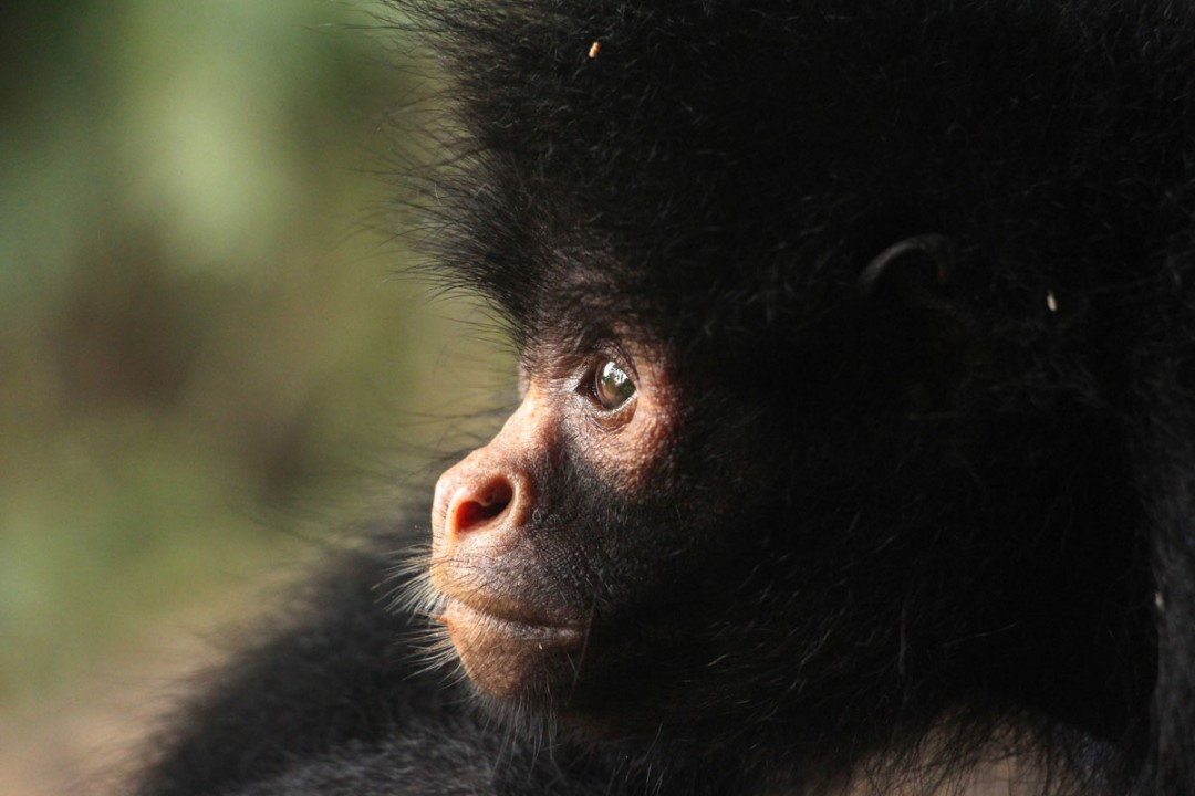 Apinan poikanen Madidin kansallispuistossa Boliviassa. Kuva: Neil Denize | Dreamstime.com