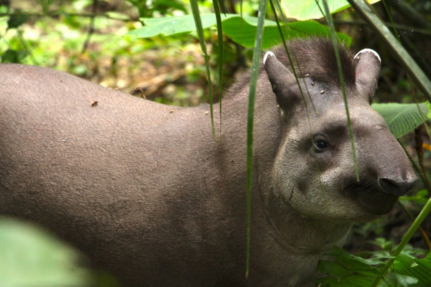 Madidin kansallispuisto toimii kotina mm. herttaisille tapiireille