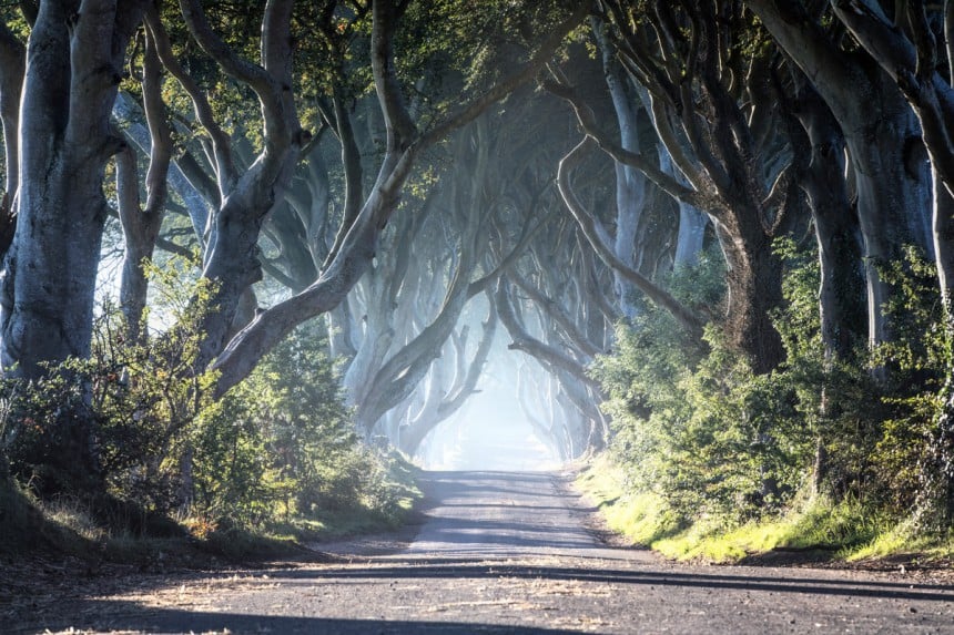 The Dark Hedgesin kaatuneet puut saivat Game of Thronesin myötä uuden elämän. Kuva: Northern Ireland Tourist Board