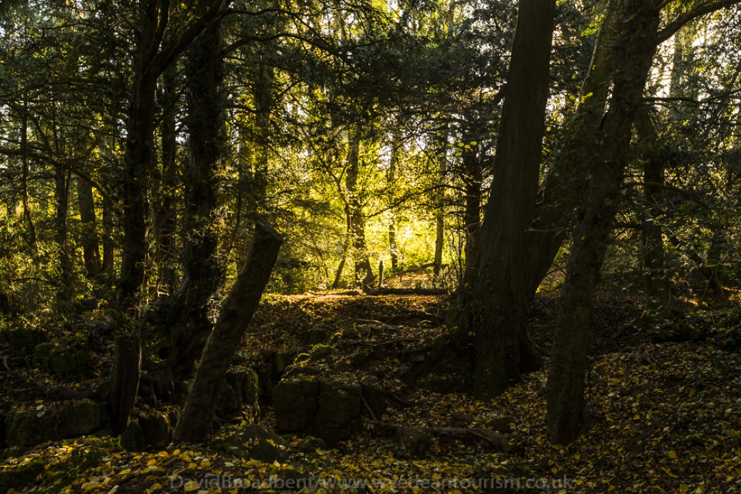 Forest of Dean Länsi-Englannissa on satumainen metsä. Kuva: David Broadbent Photography