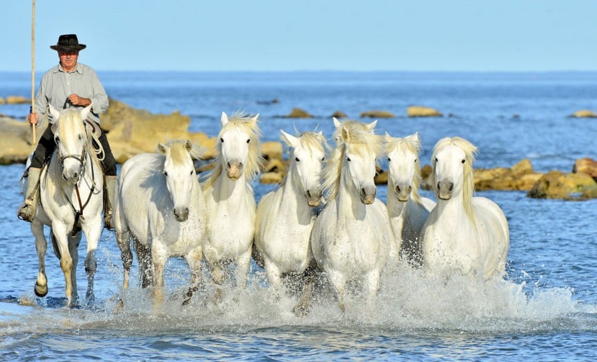 Puolivillejä hevosia Ranskan Camarguessa. Kuva: Sergey Uryadnikov | Dreamstime.com