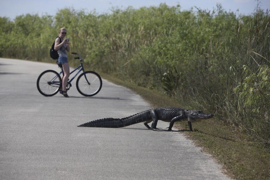 Jännittävä kohtaaminen alligaattorin kanssa Evergladen kansallispuistossa. Kuva: Mantoniuk | Dreamstime.com