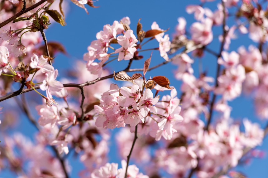 Vilnan japanilaiset puutarhat ovat parhaimmillaan keväällä, kun kukat puhkeavat täyteen loistoonsa.