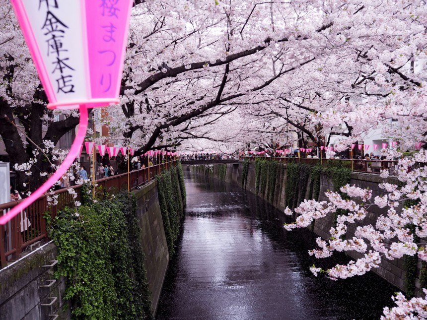 Kirsikkapuut kaareutuvat Meguro-joen ylle Tokiossa.