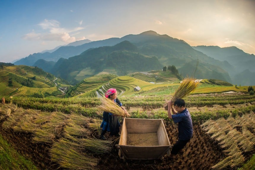 Pohjois-Vietnamissa terasseittain kylvetty riisi tarjoaa hämmentävän maiseman. Kuva: © Seventydavis | Dreamstime.com