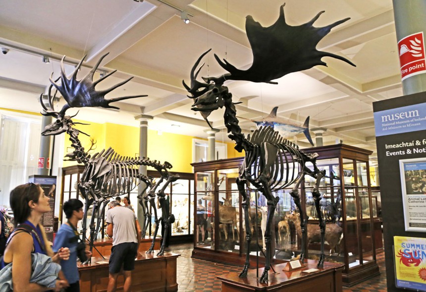 Luonnonhistoriallisessa museossa on esillä muun muassa sukupuuttoon kuolleen jättiläishirven luurankoja. Kuva: Helinä Laajalahti