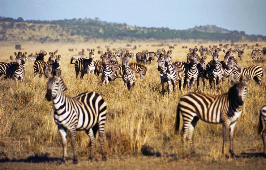 Seeproja Suuren vaelluksen aikaan Serengetillä. Kuva: Karin Van Ijzendoorn | Dreamstime.com