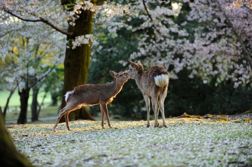 Nara-puiston suloiset ja kesyt peurat ovat suosittu kuvauskohde